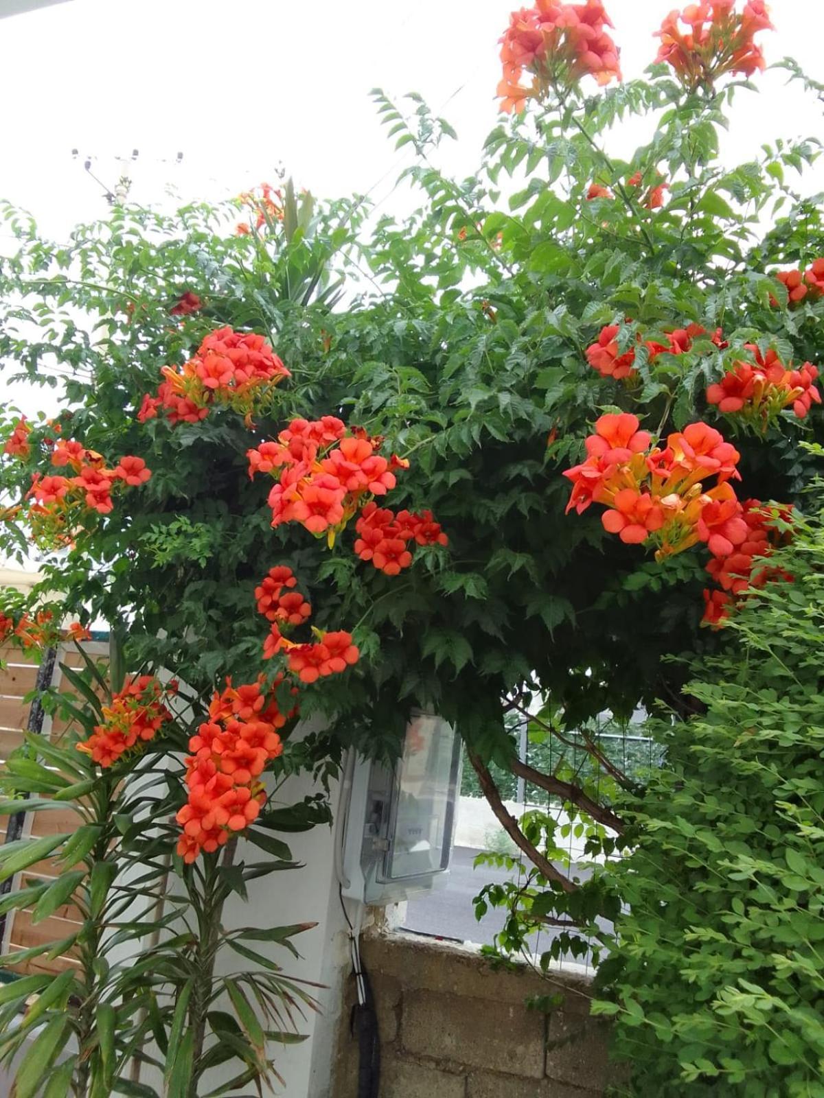 Vila Hergi Sarandë 外观 照片
